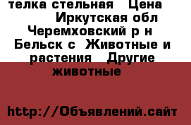 телка стельная › Цена ­ 27 000 - Иркутская обл., Черемховский р-н, Бельск с. Животные и растения » Другие животные   